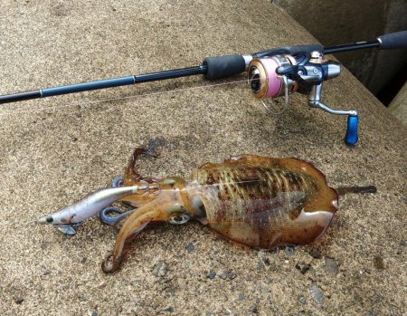 越前エギング 波が…風が…